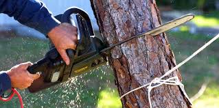 Professional Tree Services in Canal Winchester, OH