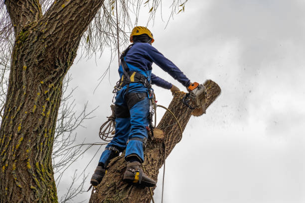 How Our Tree Care Process Works  in Canal Winchester, OH